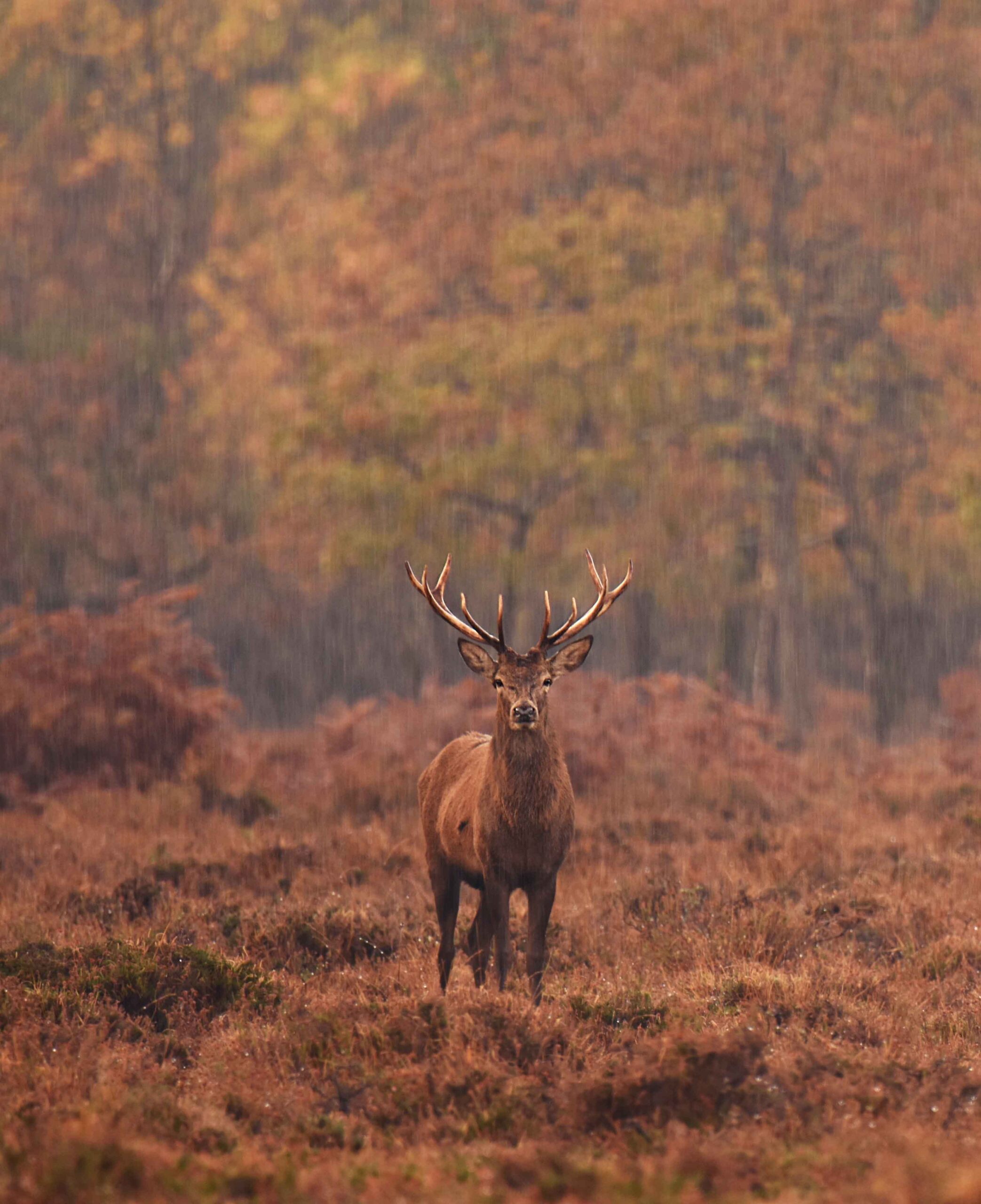 closeup-shot-deer-forest
